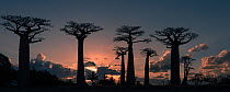Grandidier's Baobabs (Adansonia grandidieri) at sunset. 'Alle de Baobab' north of Morondava, western Madagascar.
