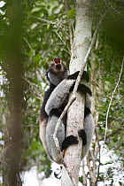 Indri (Indri indri) calling. Mitsinjo Reserve, Andasibe-Mantadia National Park, eastern Madagascar. Endangered.