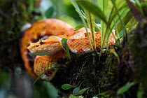 Adult Eyelash Pit Viper (Bothriechis schlegelii)  Distinctive yellow / orange 'oropel' form. Arboreal species resting in mid-altitude rainforest under storey. Caribbean slope, Costa Rica, Central Amer...