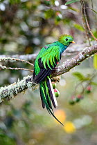 Male Resplendent Quetzal (Pharomachrus mocinno) in cloud forest. Los Quetzales National Park, Savegre River Valley, Talamanca Range, Costa Rica, Central America.