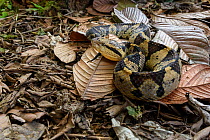 Adult Jumping Viper (Atropoides mexicanus)  camouflaged amongst leaf litter on the rain forest floor. Pacific slope, Costa Rica, Central America. (highly venomous)