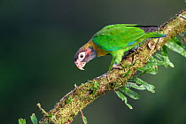 Brown-hooded Parrot (Pyrilia haematotis) in rainforest canopy. Laguna del Lagarto, Boca Tapada, Caribbean slope, Costa Rica, Central America.