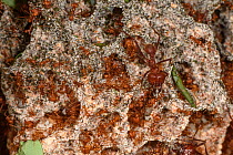 Inside the colony of Leaf-cutter Ants (genus Atta or Acromyrmex) showing the fungus that the ants cultivate, being defended by a soldier. Lowland rainforest, La Selva, Caribbean slope, Costa Rica.