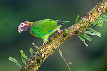 Brown-hooded Parrot (Pyrilia haematotis) in rainforest canopy. Laguna del Lagarto, Boca Tapada, Caribbean slope, Costa Rica, Central America.