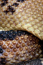 Close up of skin / scales of highly venomous Central American Bushmaster snake (Lachesis stenophrys) Pacific slope, Costa Rica