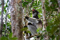 Adult Indri (Indri indri) territorial calling in the rainforest canopy. Andasibe-Mantadia National Park, eastern Madagascar.