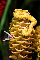 Eyelash pit viper (Bothriechis schlegelii) (Viperidae: Crotalinae). Distinctive yellow / orange 'oropel' form. Arboreal species resting on wild ginger flower in mid-altitude rainforest under storey. C...