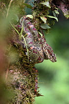 Eyelash Pit Viper (Bothriechis schlegelii)  Distinctive camouflaged form that mimics moss and lichen. Arboreal species resting in mid-altitude rainforest under storey. Caribbean slope, Costa Rica, Cen...