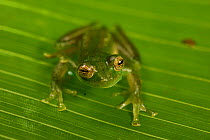 Emerald Glass Frog (Centrolenella proseblepan) on leaf. Mid-altitude rainforest, Bosque de Paz, Pacific slope, Costa Rica, Central America.
