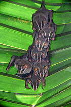Common Tent-making Bats (Uroderma bilobatum) roosting beneath palm leaf. Lowland rainforest, Pacific Slope. Bosque de Cabo, Osa Peninsula near Corcovado National Park, Costa Rica, Central America.