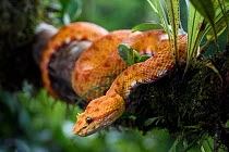 Eyelash Viper (Bothriechis schlegelii) Distinctive yellow / orange 'oropel' form. Arboreal species resting in mid-altitude rainforest under storey. Caribbean slope, Costa Rica, Central America. (highl...