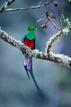 Male Resplendent Quetzal (Pharomachrus mocinno) in cloud forest. Los Quetzales National Park, Savegre River Valley, Talamanca Range, Costa Rica, Central America.