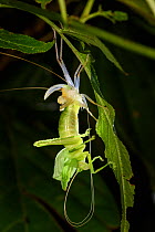 Leaf mimic bush cricket or &#39;katydid&#39; (unknown species, family Tettigoniidae) in the middle of moulting its skin. Moulting from one sub-adult stage (instar) to another is known as ecdysis. Mont...