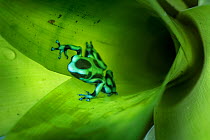 Green-and-Black Poison Dart Frog (Dendrobates auratus) inside bromiliad where it breeds. Boca Tapada, Caribbean slope, Costa Rica, Central America.