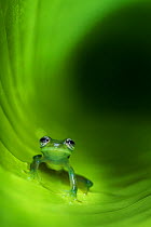 Montane Glass Frog (Centrolenella ilex) inside curled leaf. Mid-altitude rainforest, Bosque de Paz, Pacific slope, Costa Rica, Central America.