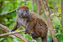 Northern Grey Bamboo Lemur (Hapalemur occidentalis). Marojejy NP, north eastern Madagascar.