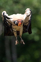 Adult King Vulture (Sarcoramphus papa) in flight. Laguna del Lagarto, Boca Tapada, Caribbean slope, Costa Rica, Central America.