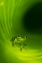 Montane Glass Frog (Centrolenella ilex) inside curled leaf. Mid-altitude rainforest, Bosque de Paz, Pacific slope, Costa Rica, Central America.
