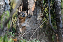 Zombitse Sportive Lemur (Lepilemur hubbardorum) in day time rest tree hole. Dry forests, Zombitse National Park, southern Madagascar.
