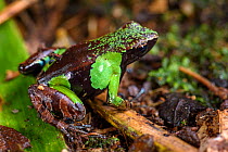 Marojejy Green and Brown Mantella Frog (Mantella nigricans) in leaf litter in lowland rainforest. Marojejy National Park, north east Madagascar.