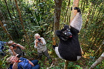 Male Indri (Indri indri) watched by tourists, feeding in forest understorey. Mitsinjo Reserve, Andasibe-Mantadia National Park, eastern Madagascar. Endangered.