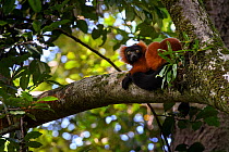 Adult Red Ruffed Lemur (Varecia rubra) resting in rainforest canopy. Masoala National Park, north east Madagascar. Endangered.