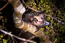 Adult Aye-aye (Daubentonia madagascariensis) grooming / cleaning its teeth in forest canopy at night. Dry deciduous forest near Andranotsimaty. Daraina, northern Madagascar. (Critically Endangered)