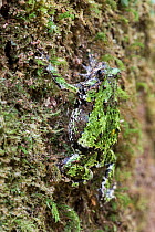 Mossy Rain Frog (Scaphiophryne marmorata) climbing and camouflaged on moss covered tree trunk. Mid-altutude montane rainforest, Andasibe-Mantadia National Park, eastern Madagascar.