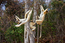 Golden-crowned Sifakas or Tattersall&#39;s Sifakas (Propithecus tattersalli) feeding in forests near Andranotsimaty, Daraina, north east Madagascar. Critically Endangered.