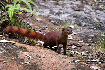 Eastern Ring-tailed Vontsira (formerly Ring-tailed Mongoose)(Galidia elegans elegans) (endemic family Eupleridae) foraging on forest floor. Marojejy National Park, north east Madagascar.