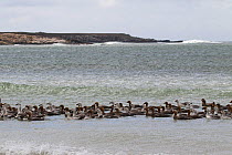 Upland goose (Chloephaga picta leucoptera) flock at edge of the sea Pebble Island Falkland Islands British Overseas Territory December 2016