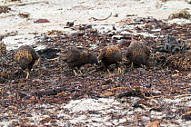 Striated caracara (Phalcoboenus australis) group searching for food amongst seaweed, Saunders Island, Falkland Islands, November.