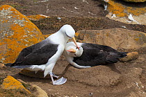 Black-browed albatross (Thalassarche melanophrys) pair at nest mutual preening, Saunders Island Falkland Islands, November.
