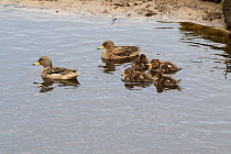 Speckled teal (Anas flavirostris) pair with four ducklings on a pond Saunders Island, Falkland Islands. November 2016