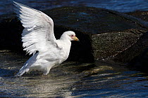 Pale-faced sheathbill (Chionis albus) flapping wings after bathing in a rock pool, Bleaker Island, Falkland Islands. December.