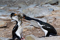 Imperial shag (Phalacrocorax atriceps albiventer) adult trying to steal nesting material from another adult, Sealion Island, Falkland Islands,  December.