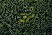 A remnant of natural Acadian forest stands in the middle of a monocuture plantation of spruce trees,  Nova Scotia, Canada, September.