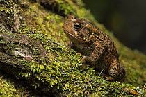 American toad (Anaxyrus americanus) New Brunswick, Canada, September