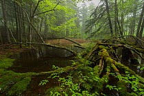 Vernal pool in the Acadian forest, New Brunswick, Canada, May.