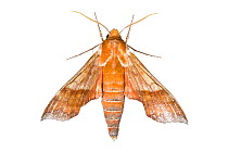 Azalea sphinx moth (Darapsa choerilus) photographed on white. New Brunswick, Canada, July.