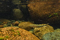 Atlantic salmon smolt (Salmo salar) swimming against the current of the Big Salmon river of Fundy National Park, New Brunswick, Canada. May
