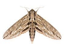 Canadian sphinx moth (Sphinx canadensis) photographed on white background, New Brunswick, Canada, July.