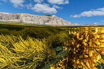 View of colorful seaweeds and rich intertidal zone around Borgle&#39;s Island, Nova Scotia, Canada, September.