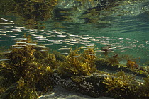 American sandlance (Ammodytes americanus) school in  shallow waters, Borgle's Island, Nova Scotia, Canada, September.