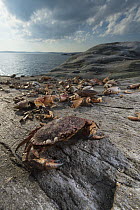 Piles of crab shells left by feeding birds on Little Ship Rock Island, Nova Scotia, Canada, September.