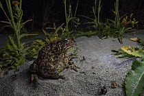 American toad (Anaxyrus americanus) foraging at night along a beach on Borgle's Island, Nova Scotia, Canada, September