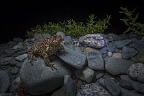 American toad (Anaxyrus americanus) foraging at night along a beach on Borgle's Island, Nova Scotia, Canada, September.