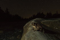 American toad (Anaxyrus americanus) foraging at night along a beach on Borgle's Island, New Brunswick, Canada, September.