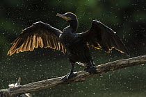 Neotropic cormorant (Phalacrocorax brasilianus) drying wings, Cano Negro, Costa Rica, April.