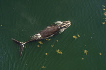 North Atlantic right whale (Eubalaena glacialis) with entanglement scars on the tail, aerial view, Bay of Fundy, Canada, September,.